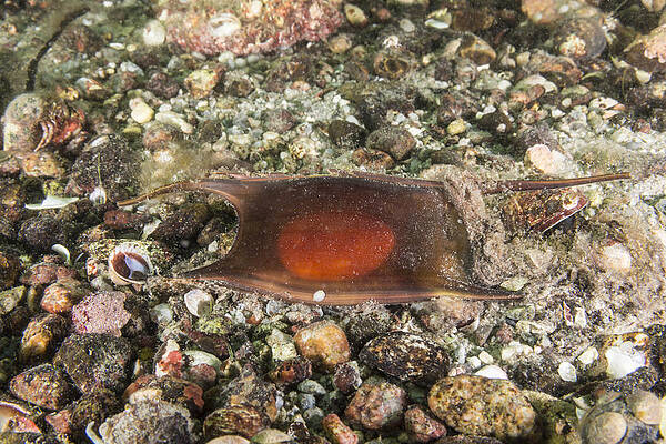 Egg case known as Mermaid S Purse at the Sand