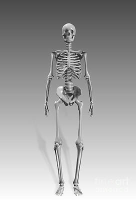 Wall Art - Photograph - Skeleton by Mike Agliolo