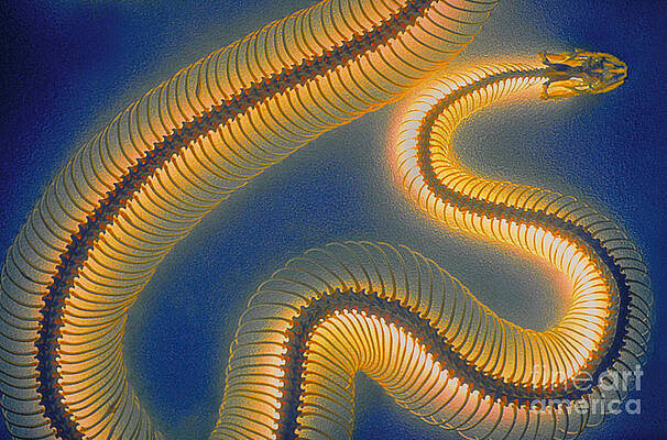 Wall Art - Photograph - Skeleton Of A Python by Gregory G. Dimijian