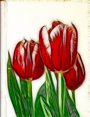 Sketched Tulips by Maria Holmes Sketched Tulips by Maria Holmes