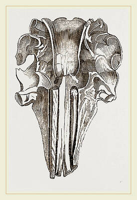 Skull Drawings (Page #5 of 35) | Fine Art America