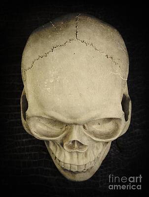 Wall Art - Photograph - Skull by Edward Fielding
