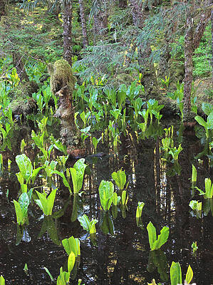 Wall Art - Photograph - Skunk Cabbage In Bog by Nancy Sefton