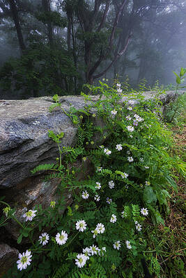 Skyline Drive Crown-Vech by Dennis Kowalewski Skyline Drive Crown-Vech by Dennis Kowalewski