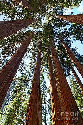 Wall Art - Photograph - Skyscrapers - A grove of giant sequoia trees in Sequoia National Park in California by Jamie Pham