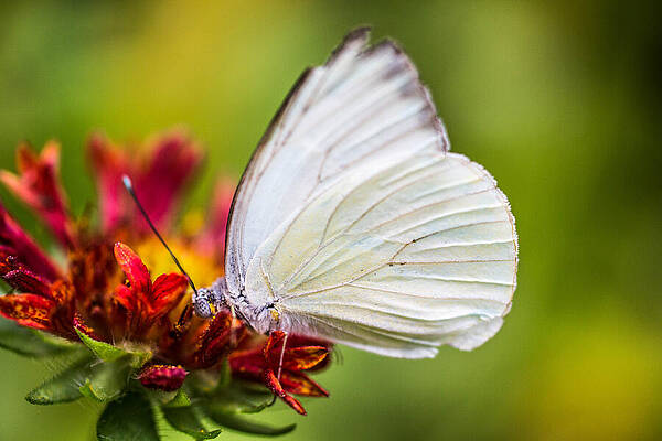 Wall Art - Photograph - Slacking Her Thirst by Cathy Donohoue