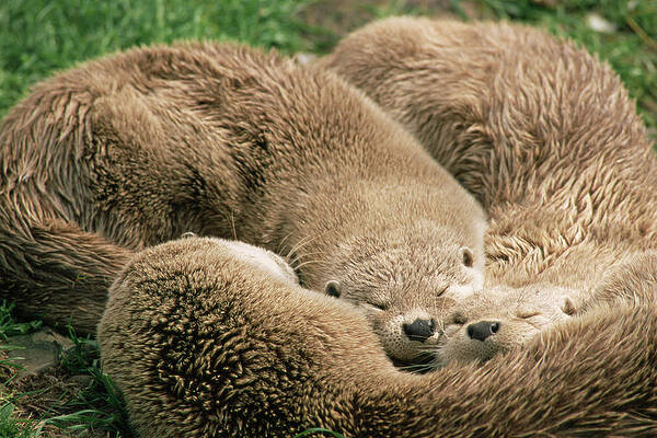 Wall Art - Photograph - Sleeping Otters by Science Photo Library