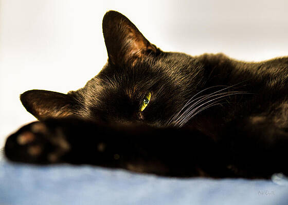 Wall Art - Photograph - Sleeping with one eye open by Bob Orsillo
