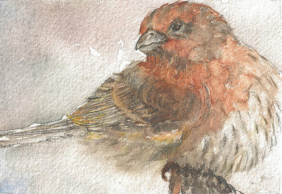 Small Sparrow by Maureen Moore Small Sparrow by Maureen Moore