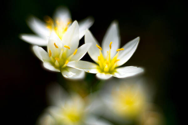 Small White Flowers by Darryl Dalton Small White Flowers by Darryl Dalton