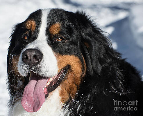 Wall Art - Photograph - Smiling Bernese Mountain Dog in Winter Snow by Gary Whitton