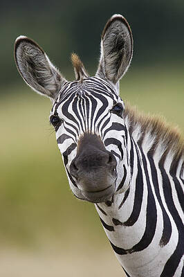 Wall Art - Photograph - Smiling Burchells Zebra by Suzi Eszterhas
