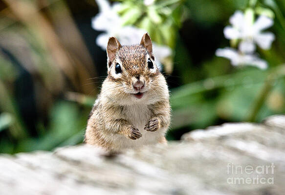 Wall Art - Photograph - Smiling Chipmunk by Cheryl Baxter