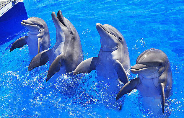 Smiling Dolphins by Sheila Kay McIntyre Smiling Dolphins by Sheila Kay McIntyre