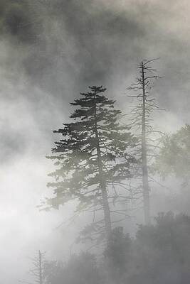 Smoky Mountain Mist by Nunweiler Photography Smoky Mountain Mist by Nunweiler Photography