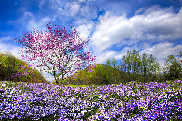 Wall Art - Photograph - Smoky Mountain Spring by Debra and Dave Vanderlaan