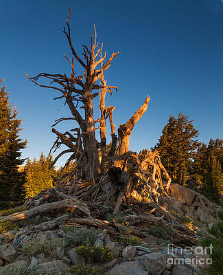 Snag in Lassen - 01 by Dan Hartford Snag in Lassen - 01 by Dan Hartford