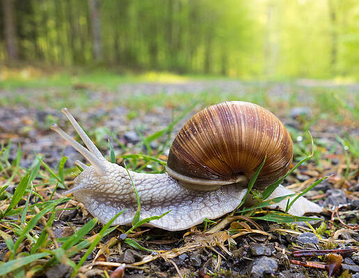 Wall Art - Photograph - Snail creeping over a forest path by Matthias Hauser