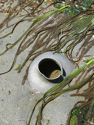 Wall Art - Photograph - Snail Egg Case And Eelgrass by Nancy Sefton