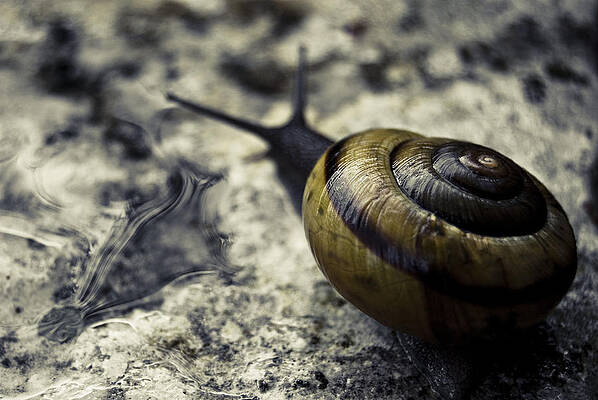 Snail I by Grebo Gray Snail I by Grebo Gray