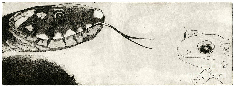 Snake And Salamander - When There Is No Way Forward - Prey System - Food Chain - Etching Series by Helga Pohlen \ Urft Valley Art Snake And Salamander - When There Is No Way Forward - Prey System - Food Chain - Etching Series by Helga Pohlen \ Urft Valley Art