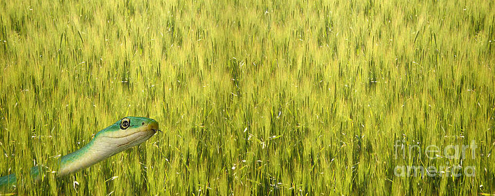 Wall Art - Photograph - Snake In The Grass by Mike Agliolo