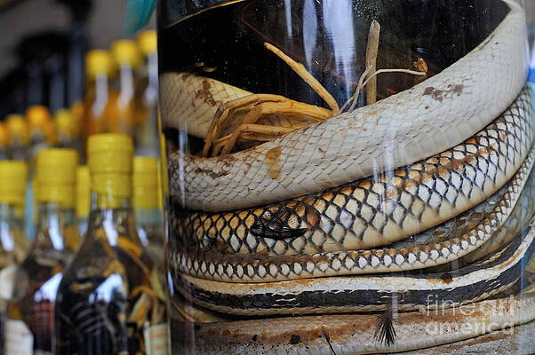 Snakes in snake-flavoured alcohol bottles by Sami Sarkis Snakes in snake-flavoured alcohol bottles by Sami Sarkis