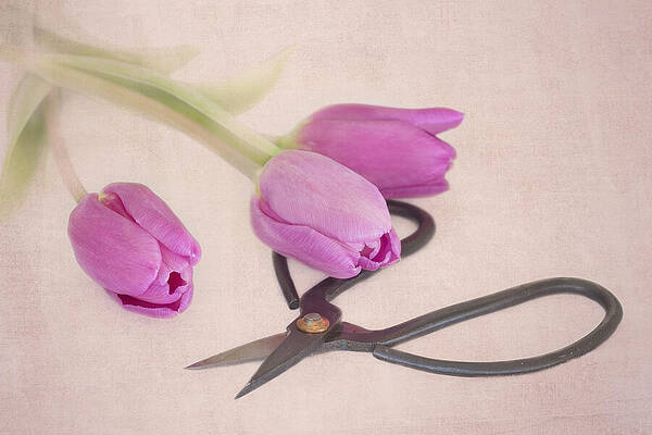 Wall Art - Photograph - Snippets by Kim Hojnacki