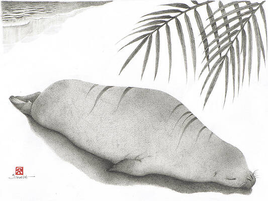 Snoozing 'Ilio by Solveig Nordwall