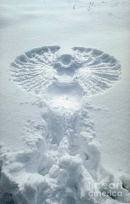 Wall Art - Photograph - Snow Angel by Bill Longcore