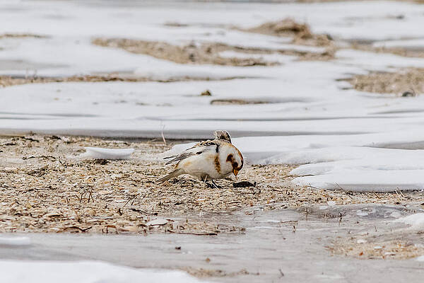 Wall Art - Photograph - Snow Bunting foraging by SAURAVphoto Online Store