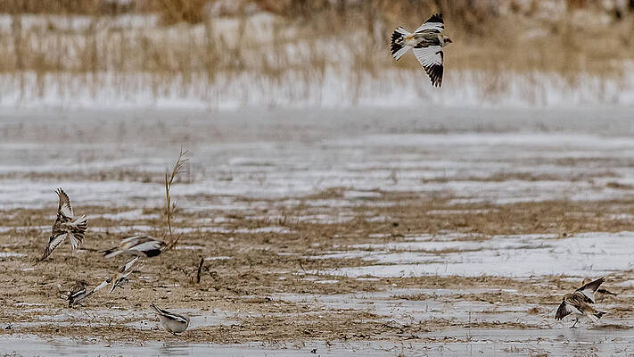 Wall Art - Photograph - Snow bunting in flight by SAURAVphoto Online Store