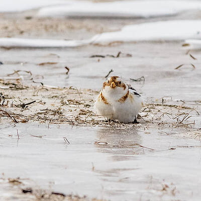 Wall Art - Photograph - Snow Bunting by SAURAVphoto Online Store
