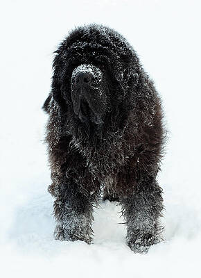 Snow Dog by Jim Zablotny Snow Dog by Jim Zablotny