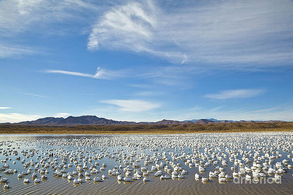 Wall Art - Photograph - Snow Geese Bosque Del Apache  by Yva Momatiuk John Eastcott