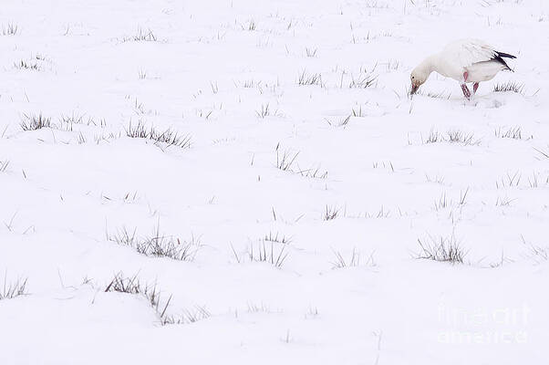 Wall Art - Photograph - Snow Goose During Migration by Jim Corwin