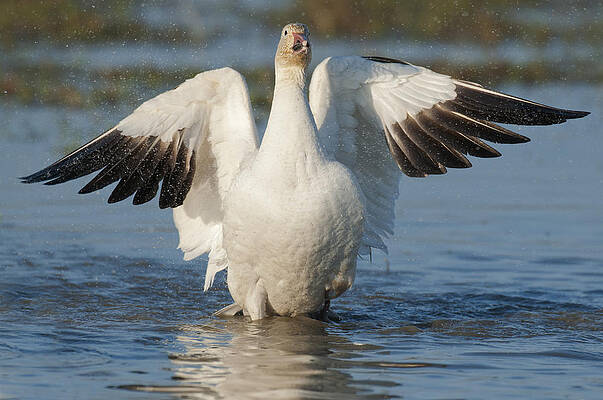 Wall Art - Photograph - Snow Goose Flapping Skagit River by Kevin Schafer