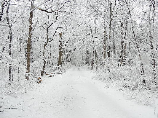 Wall Art - Photograph - Snow in the Park by Raymond Salani III