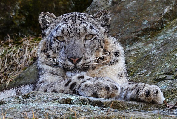 Wall Art - Photograph - Snow Leopard by Michael Hubley