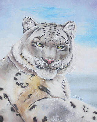 Snow Leopard by Thomas J Herring Snow Leopard by Thomas J Herring