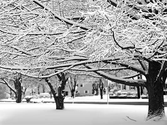 Snow Trees by Sandy Scharmer Snow Trees by Sandy Scharmer