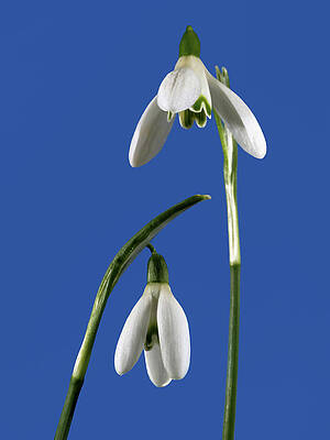Snowdrops on Blue by Ian Thwaites Snowdrops on Blue by Ian Thwaites