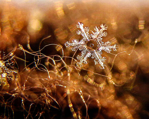 Wall Art - Photograph - Snowflake on Brown by Dawn Key