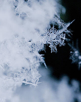 Wall Art - Photograph - Snowflakes 5 by Jeff Klingler