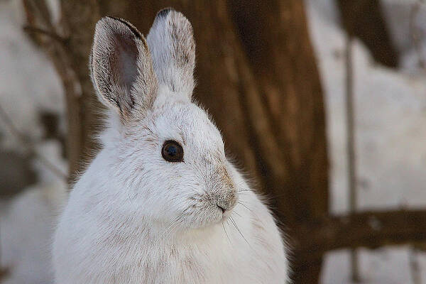 Snowshoe Hare by Nature and Wildlife Photography Snowshoe Hare by Nature and Wildlife Photography