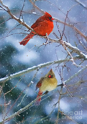 Snowy Cardinal Pair by Clare VanderVeen Snowy Cardinal Pair by Clare VanderVeen