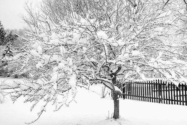 Snowy Crab Apple by Don Nieman Snowy Crab Apple by Don Nieman