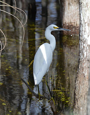 Snowy Egret Big Cypress Swamp by rd Erickson Snowy Egret Big Cypress Swamp by rd Erickson