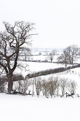 Snowy fields by David Isaacson Snowy fields by David Isaacson