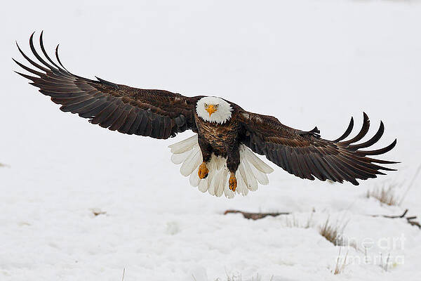 Wall Art - Photograph - Snowy Landing by Bill Singleton